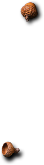 The Waterfall Restaurant - Dish